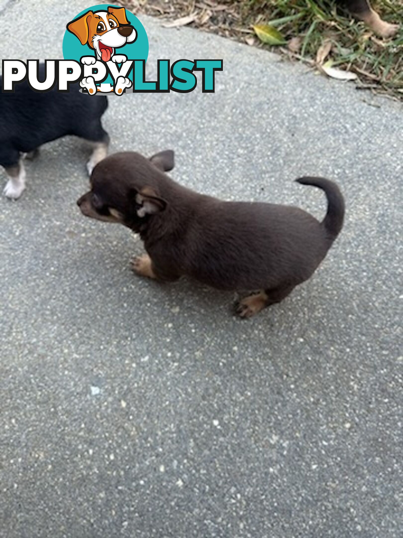 3 Pure bred apple head chihuahua puppies