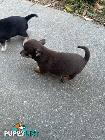 3 Pure bred apple head chihuahua puppies