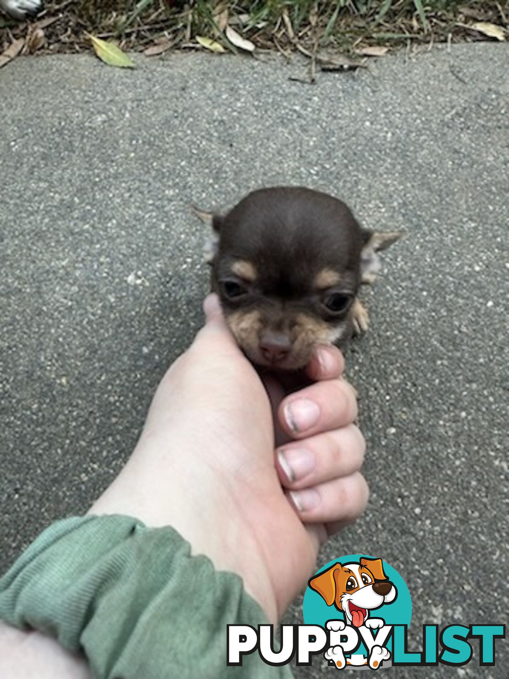 3 Pure bred apple head chihuahua puppies