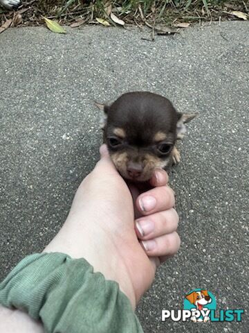 3 Pure bred apple head chihuahua puppies