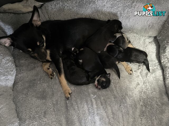 Malchi Puppies