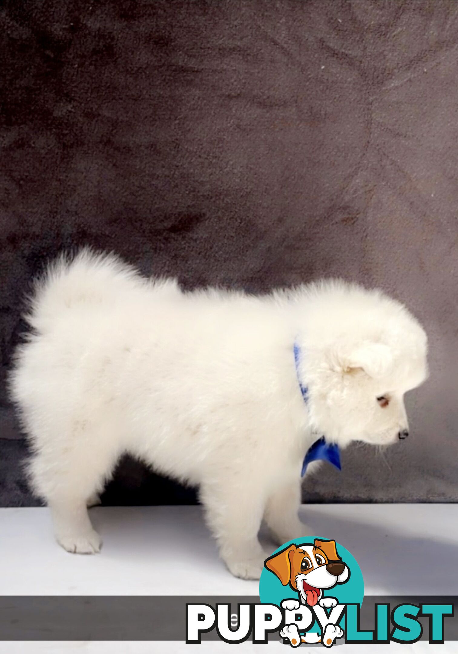 Purebred Japanese Spitz Puppies