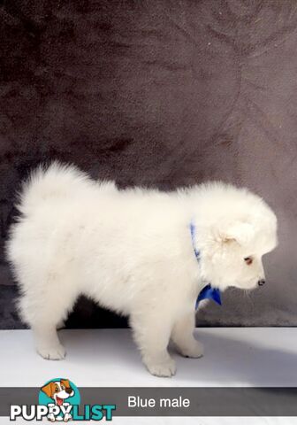 Purebred Japanese Spitz Puppies