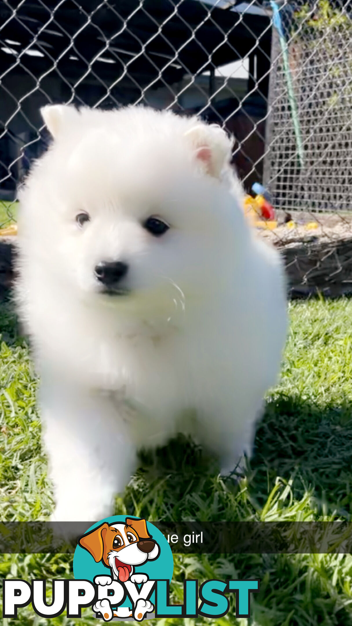 Purebred Japanese Spitz Puppies