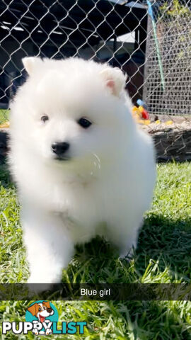 Purebred Japanese Spitz Puppies