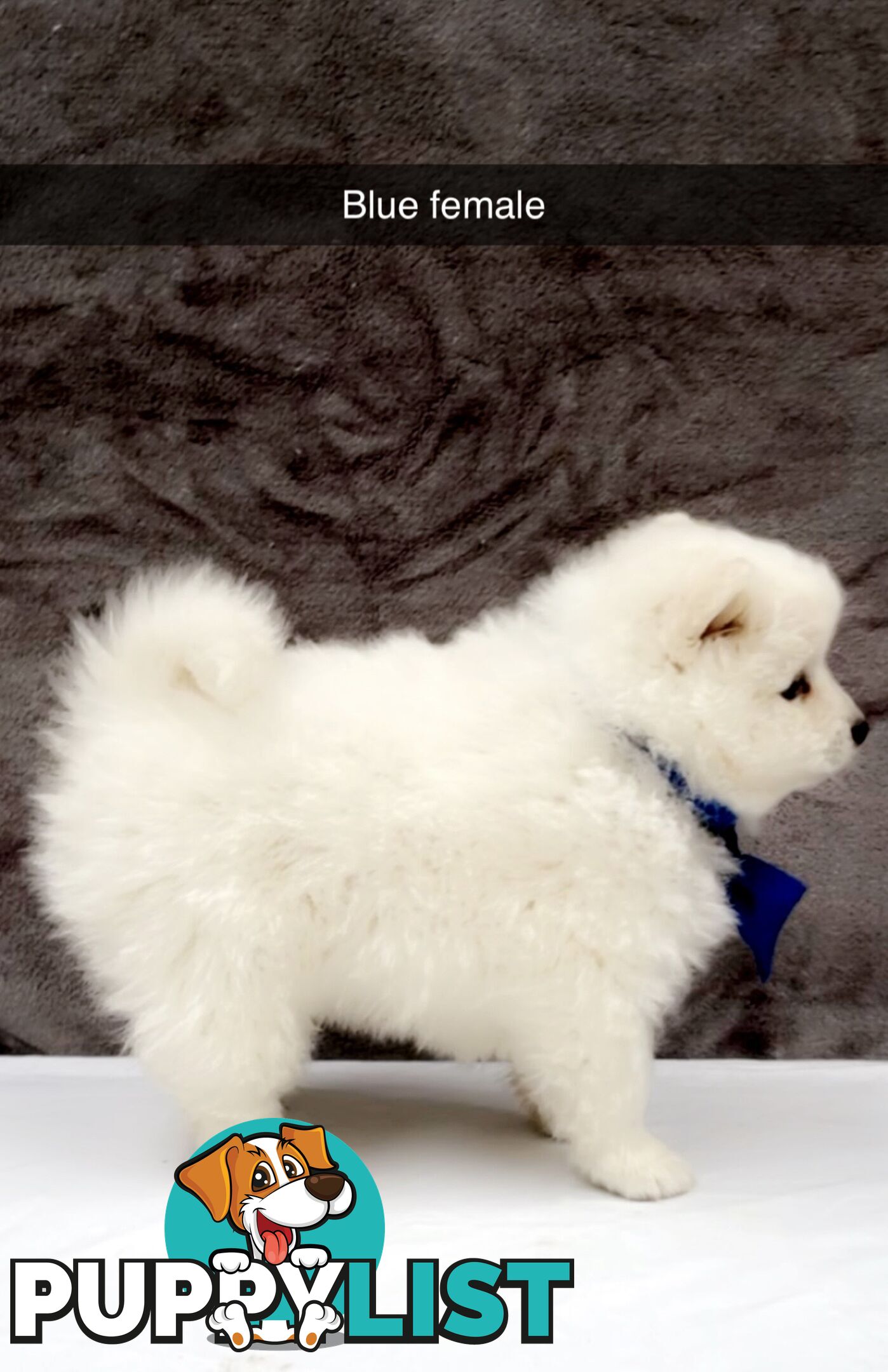 Purebred Japanese Spitz Puppies