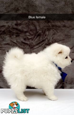 Purebred Japanese Spitz Puppies