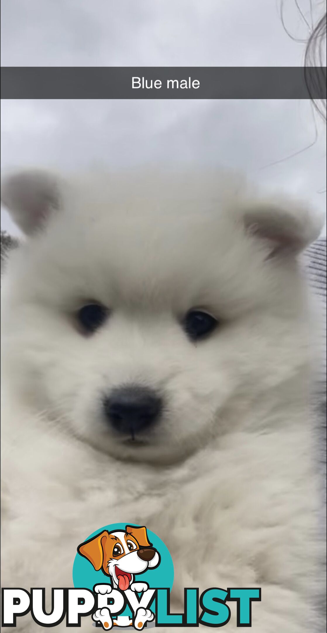 Purebred Japanese Spitz Puppies