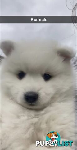 Purebred Japanese Spitz Puppies