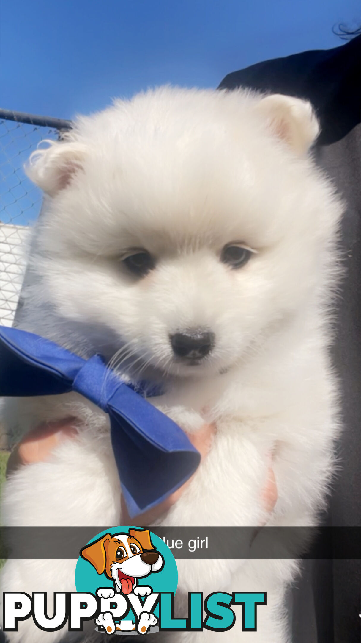 Purebred Japanese Spitz Puppies