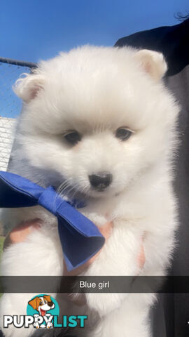 Purebred Japanese Spitz Puppies