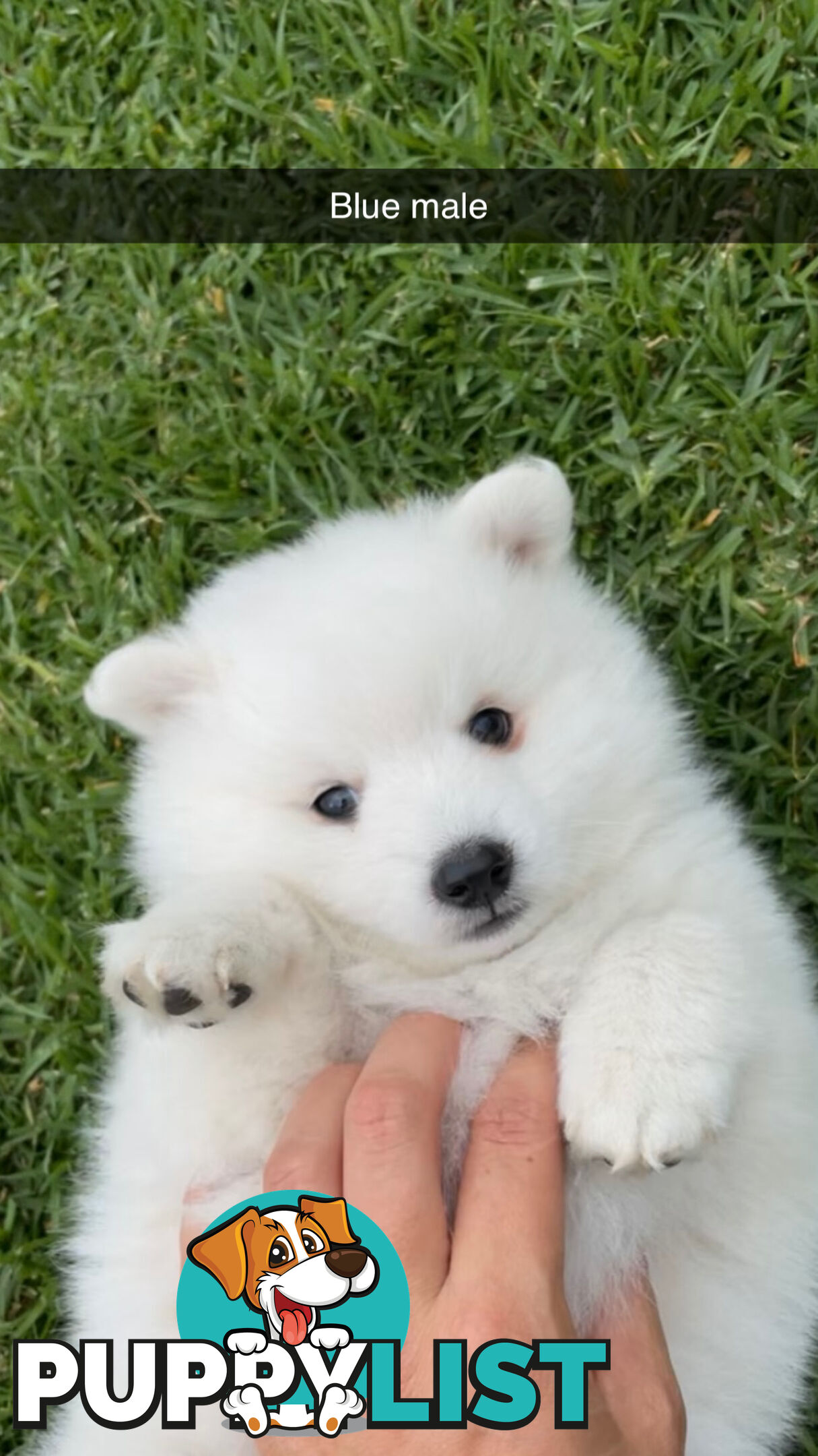 Purebred Japanese Spitz Puppies