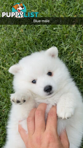 Purebred Japanese Spitz Puppies