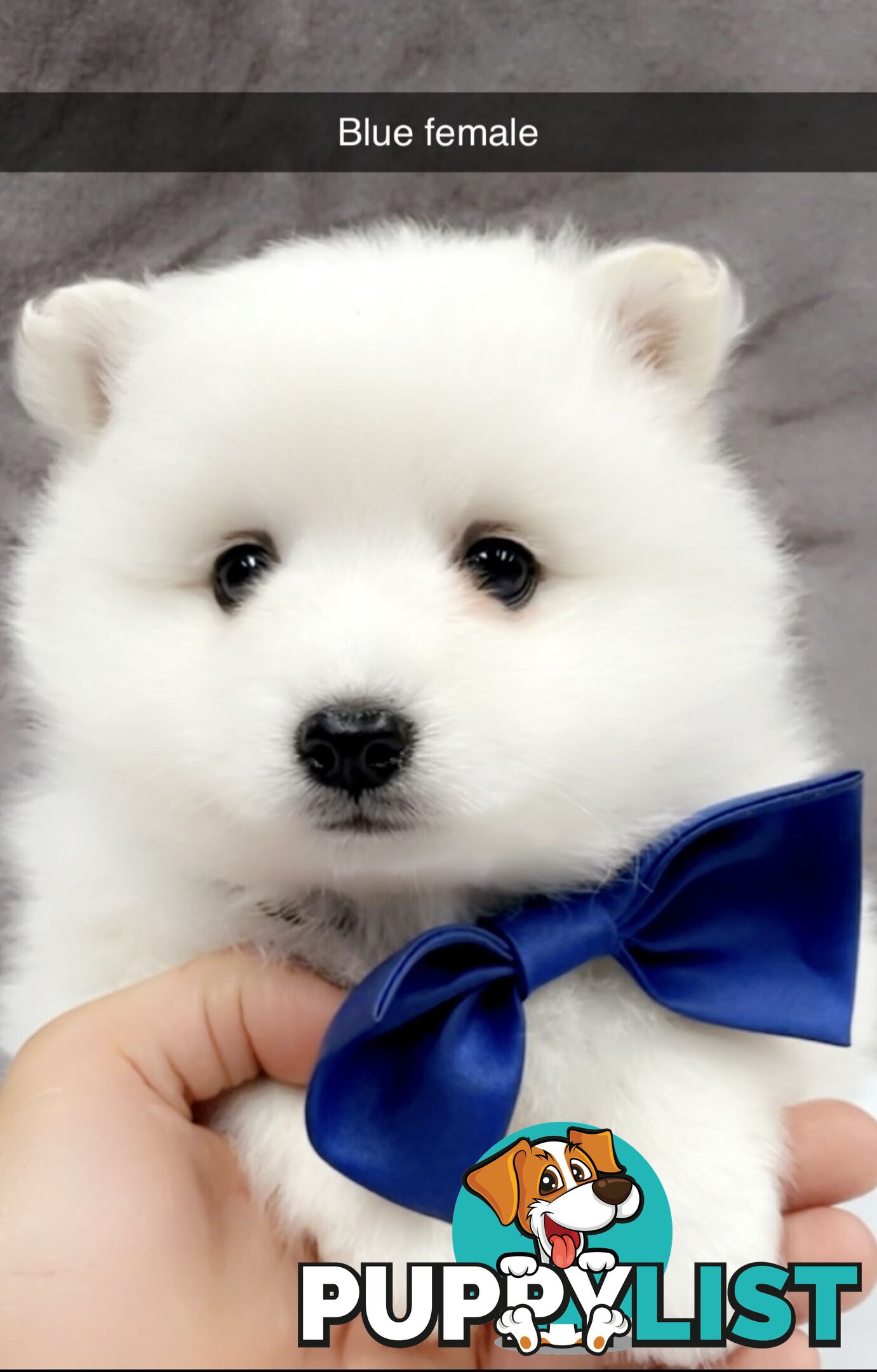 Purebred Japanese Spitz Puppies