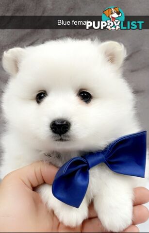 Purebred Japanese Spitz Puppies