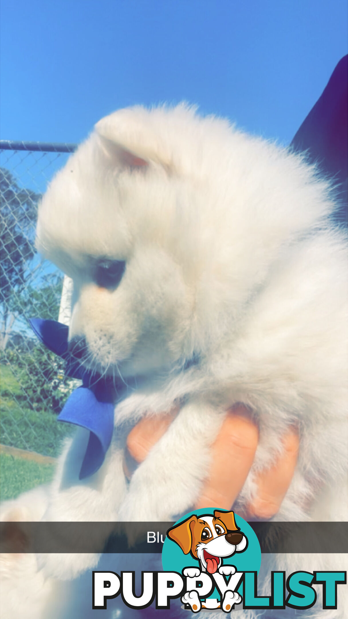 Purebred Japanese Spitz Puppies