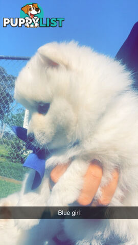 Purebred Japanese Spitz Puppies