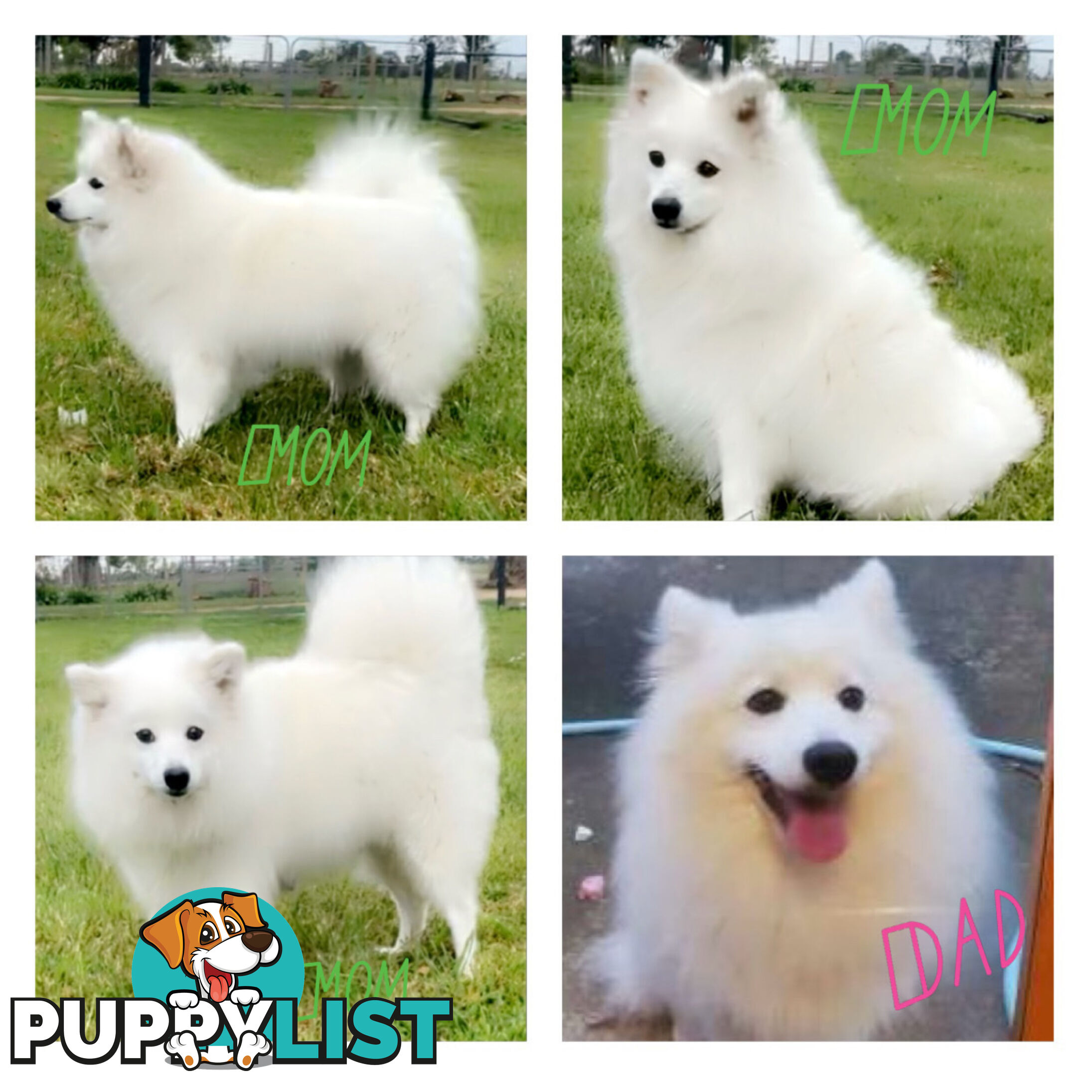 Purebred Japanese Spitz Puppies