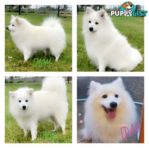 Purebred Japanese Spitz Puppies