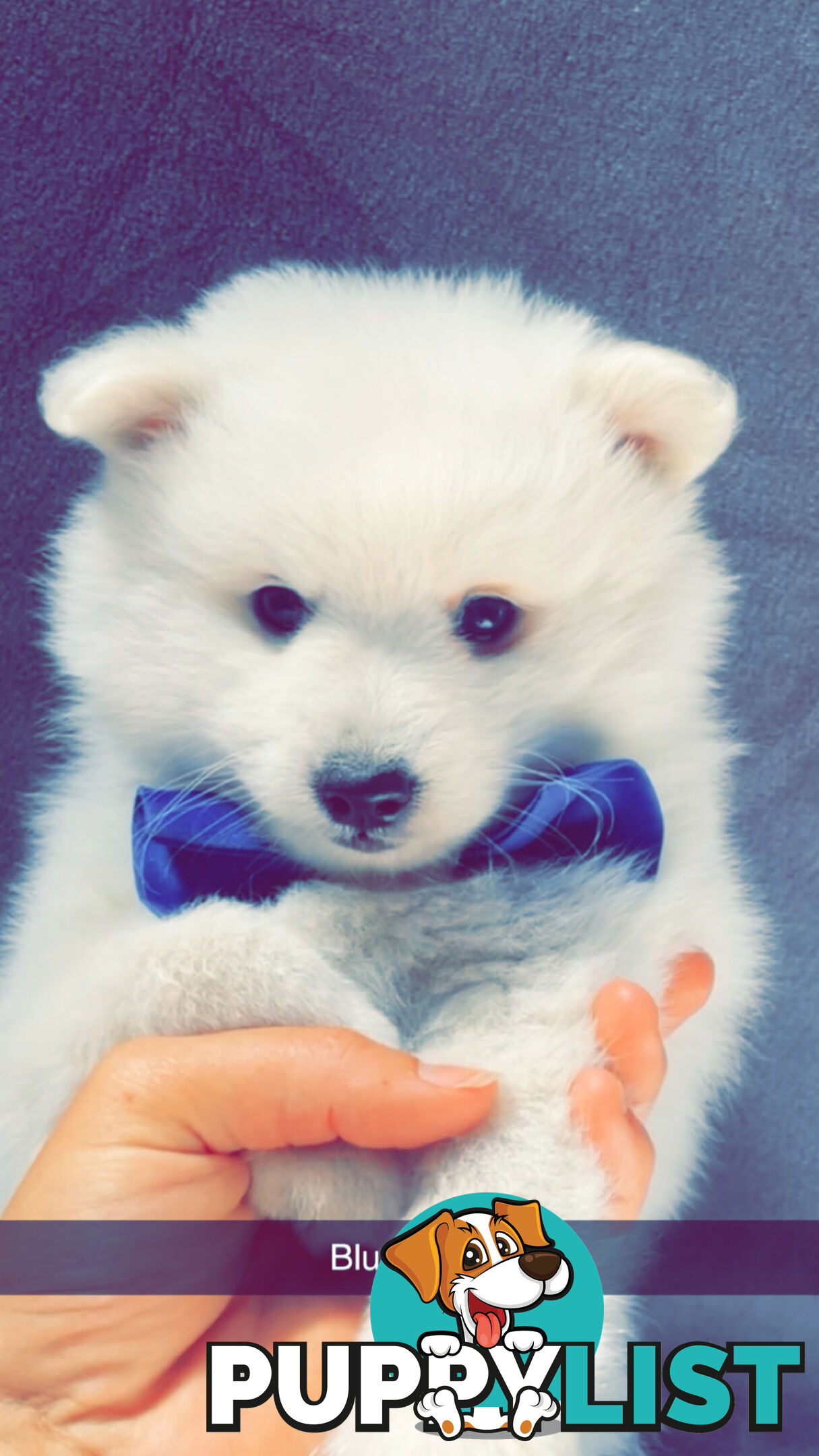 Purebred Japanese Spitz Puppies