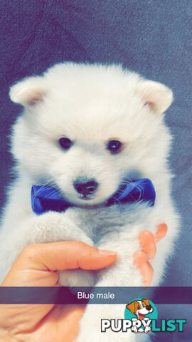 Purebred Japanese Spitz Puppies