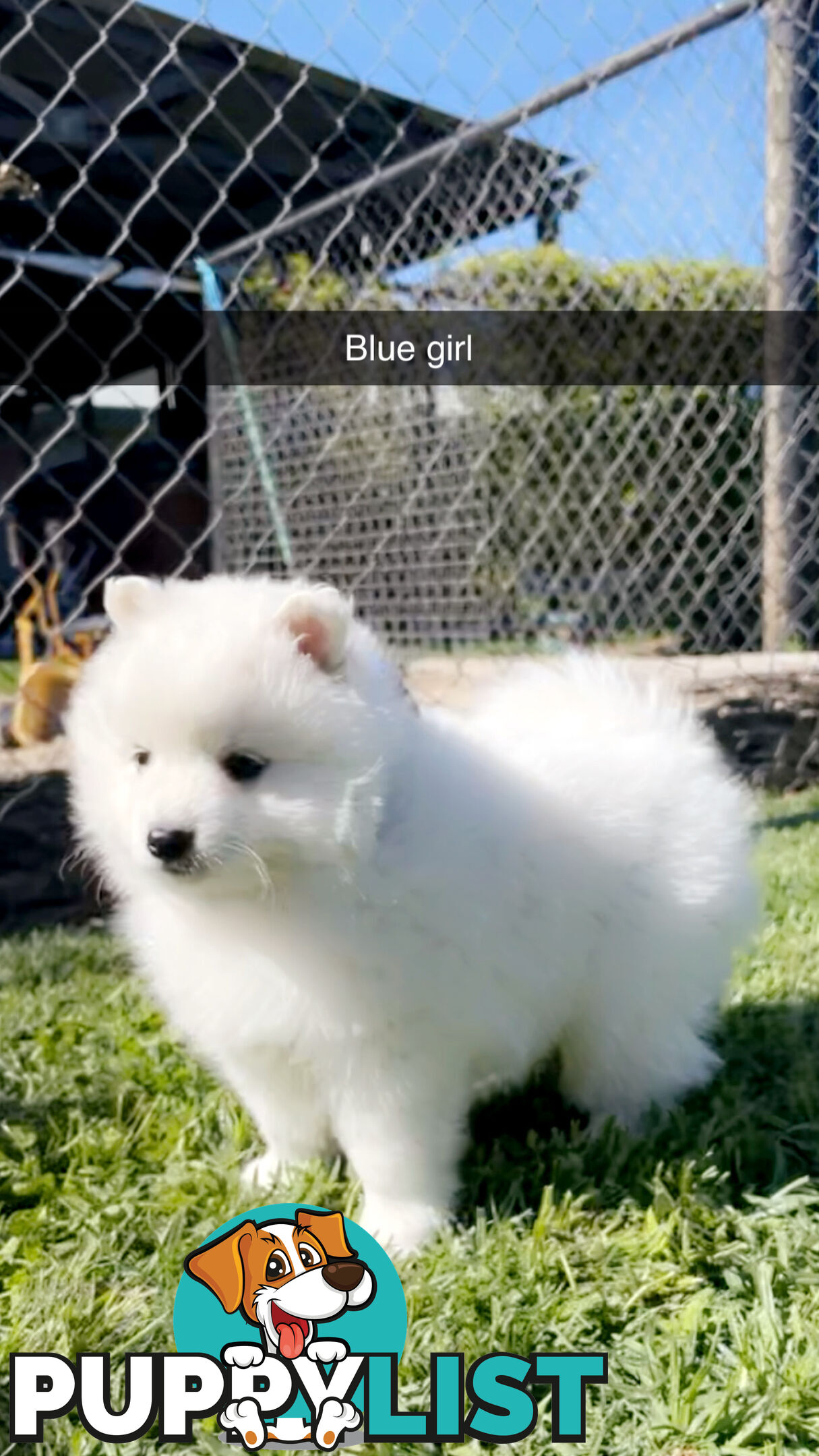 Purebred Japanese Spitz Puppies