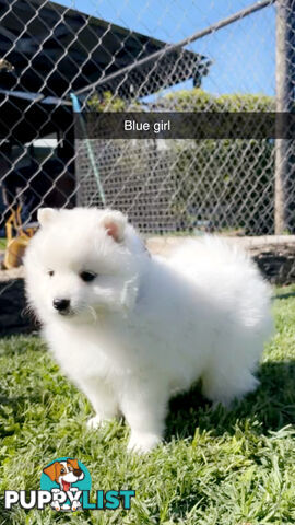 Purebred Japanese Spitz Puppies