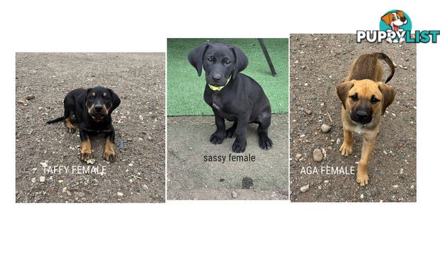 mum LAB X  / dad ENGLISH STAFFY X