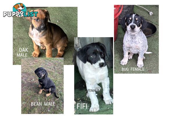Labrador x Puppies 4 pups available