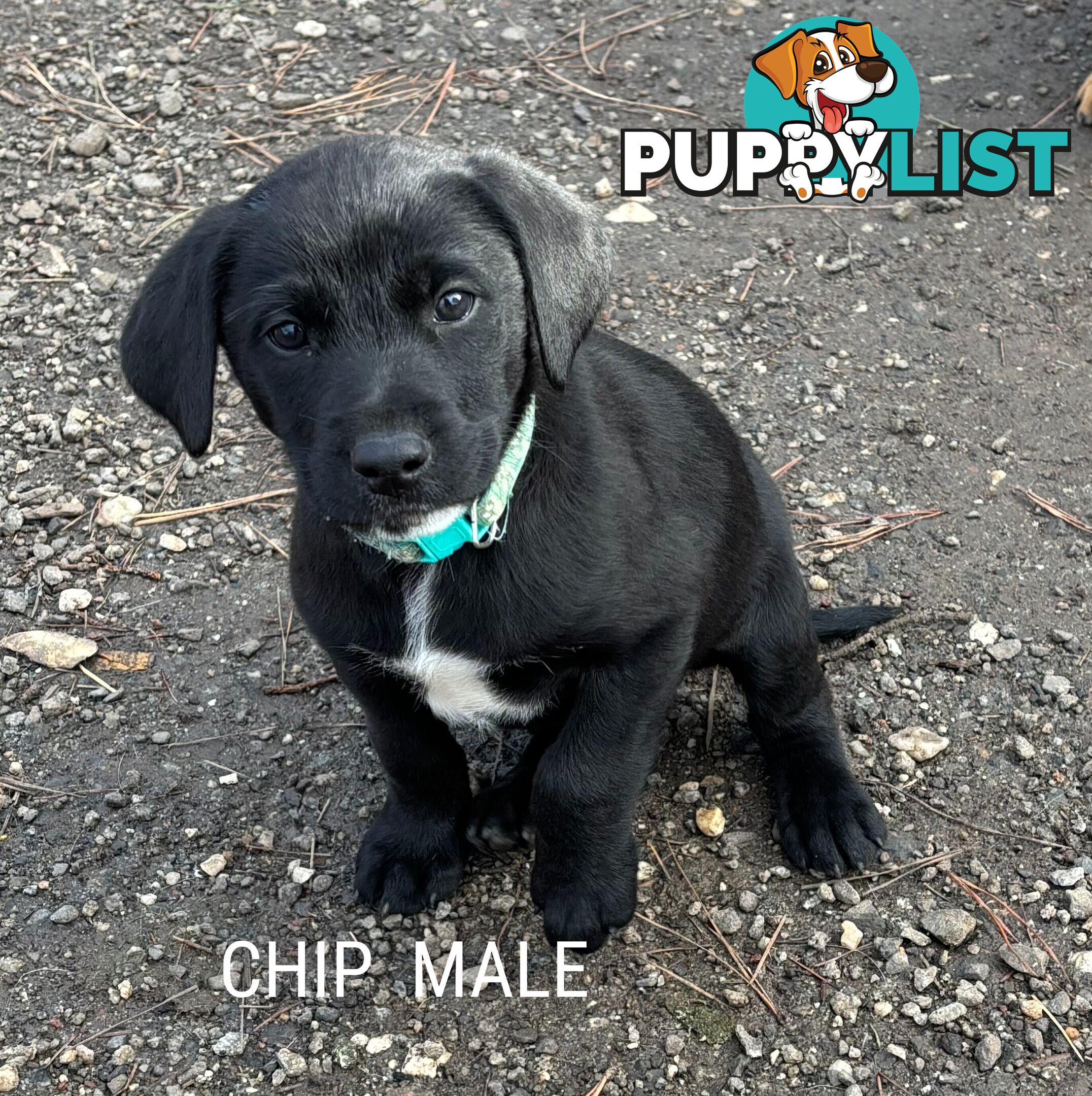 Labrador x PUPPIES