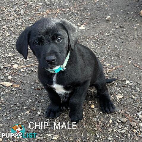 Labrador x PUPPIES