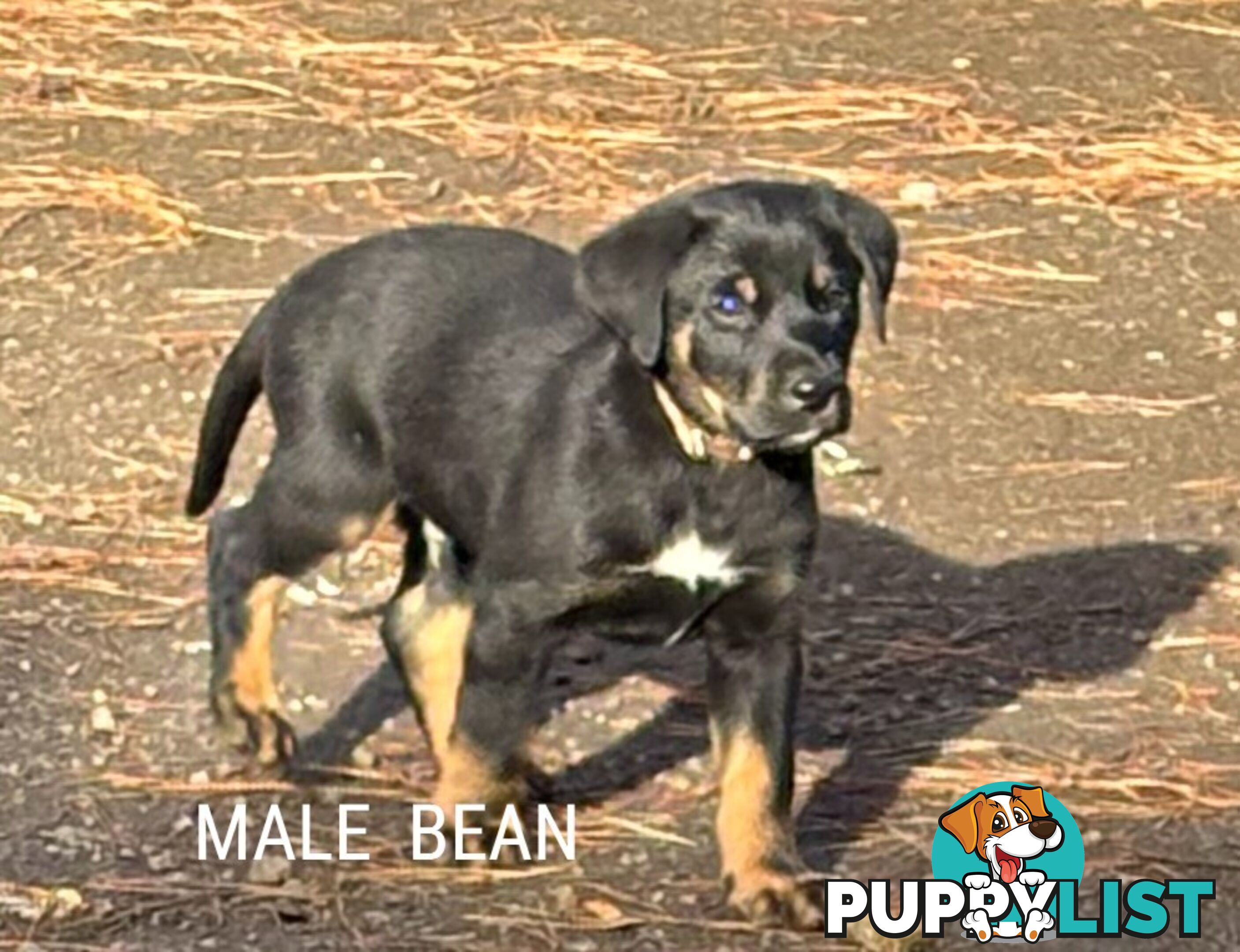 Labrador x PUPPIES