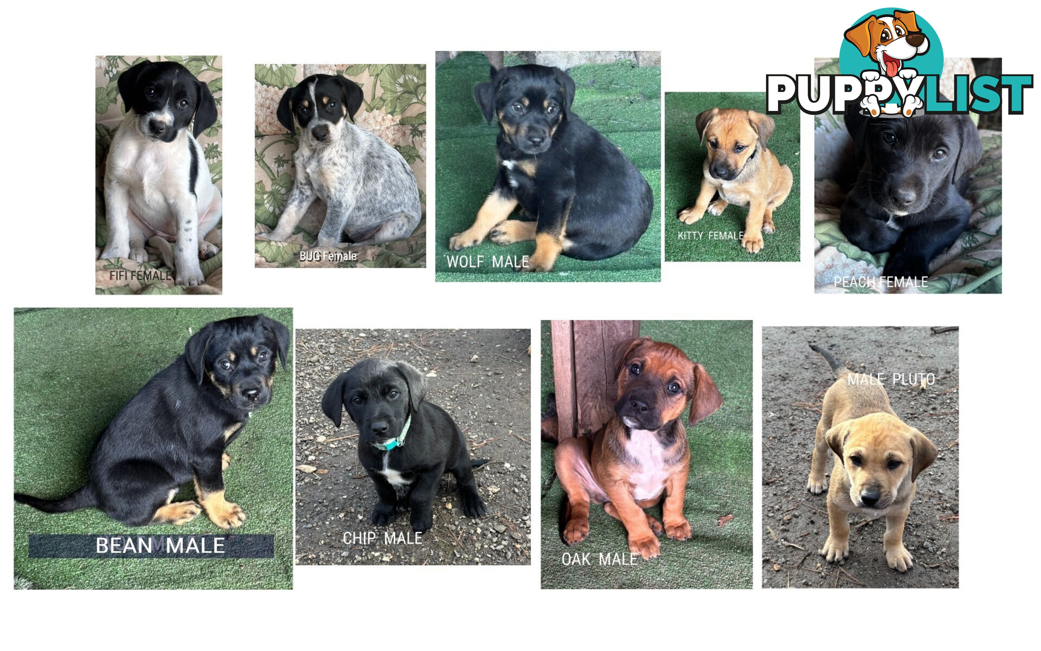 Labrador x PUPPIES