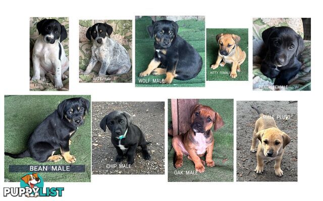 Labrador x PUPPIES