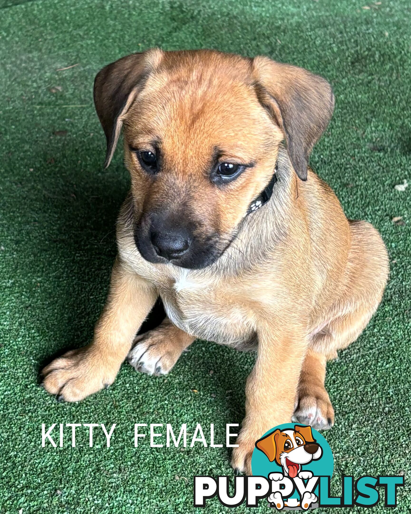 Labrador x PUPPIES