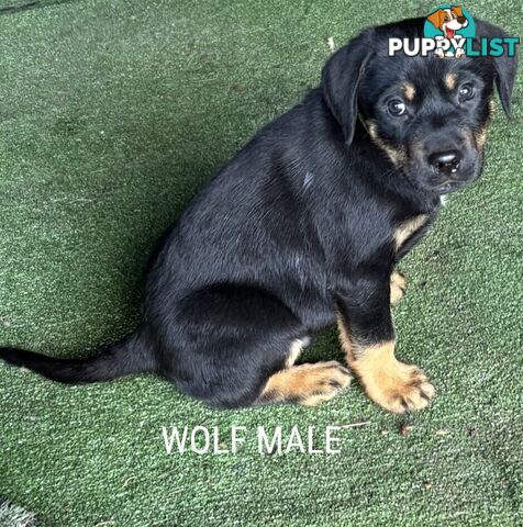 Labrador x PUPPIES