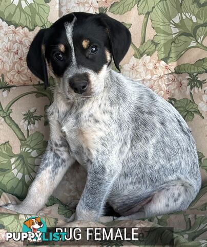 Labrador x PUPPIES
