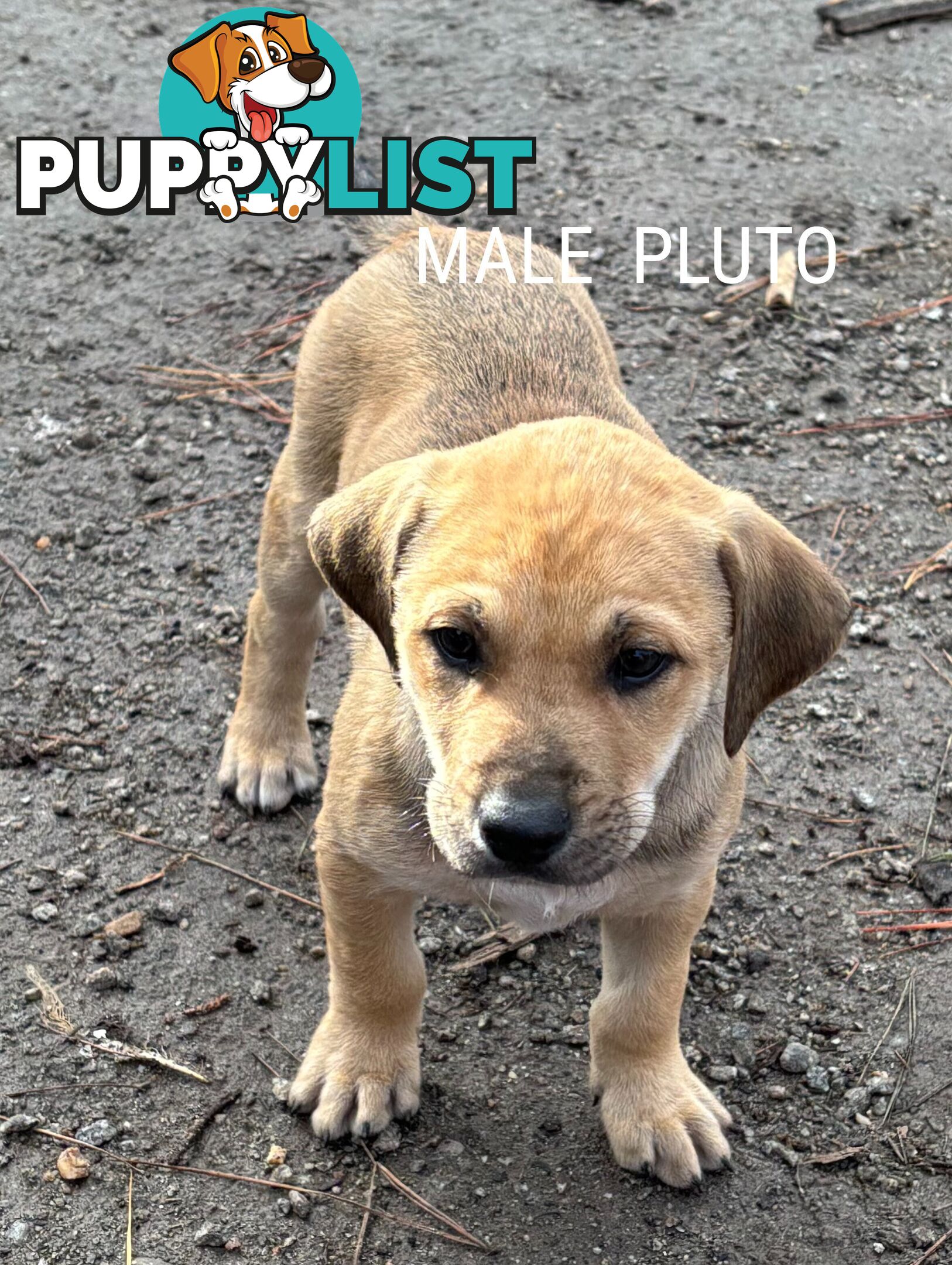 Labrador x PUPPIES