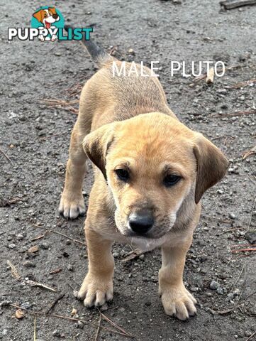 Labrador x PUPPIES