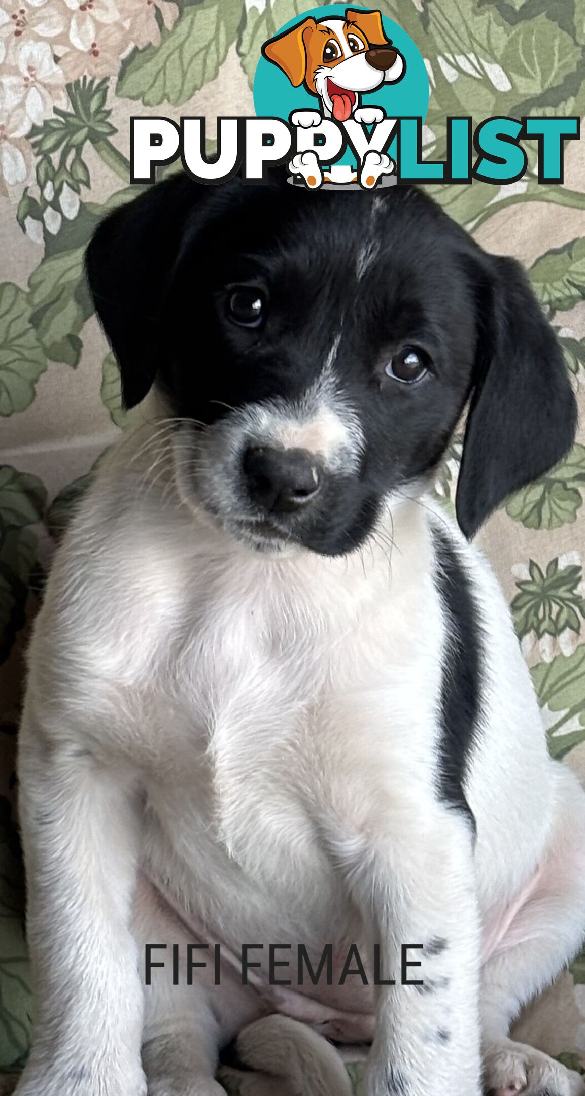 Labrador x PUPPIES