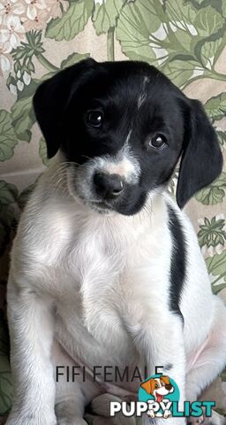 Labrador x PUPPIES