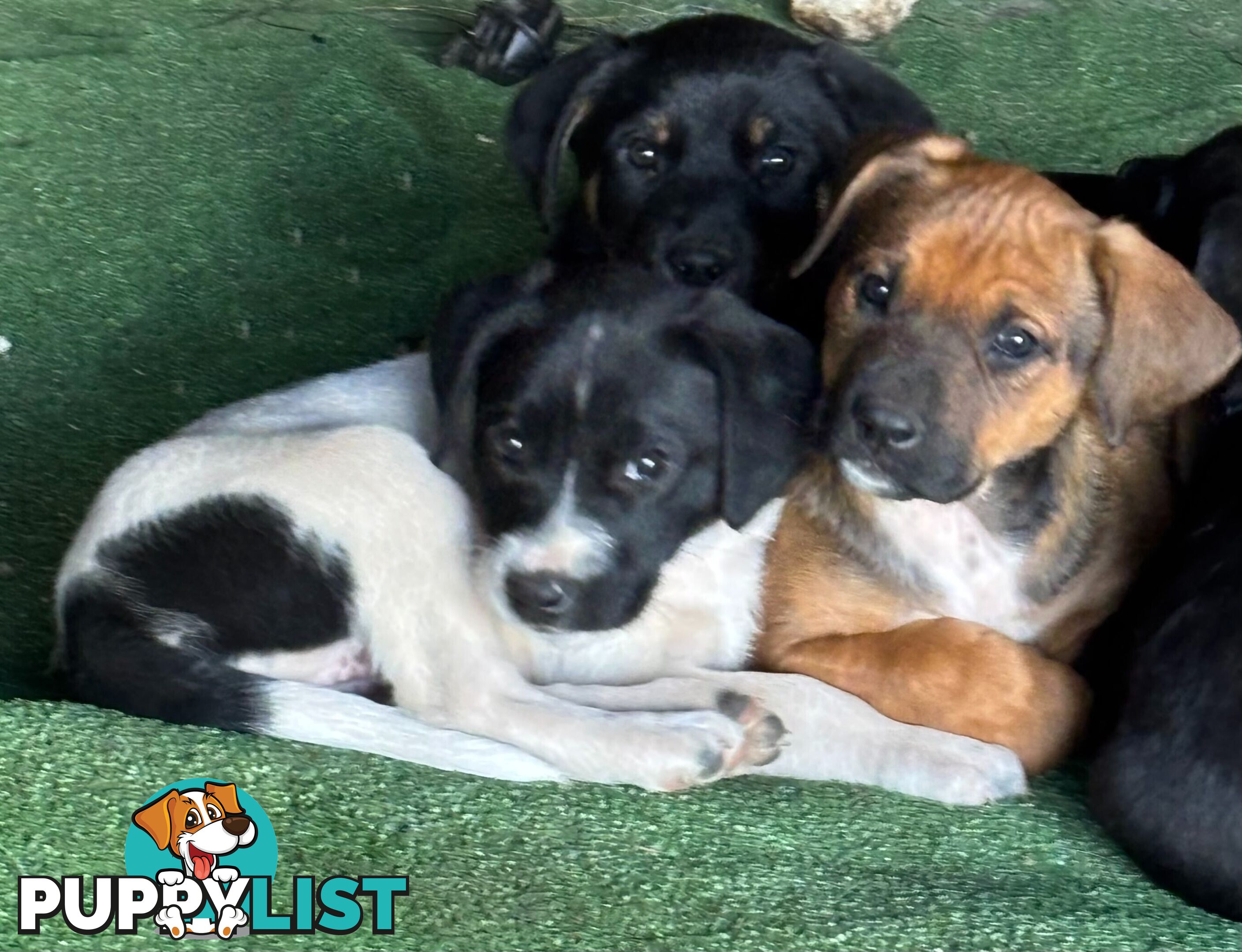Labrador x PUPPIES