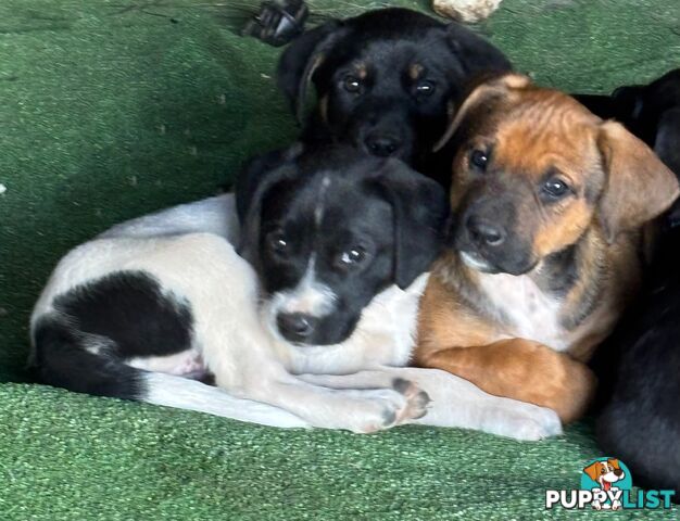 Labrador x PUPPIES