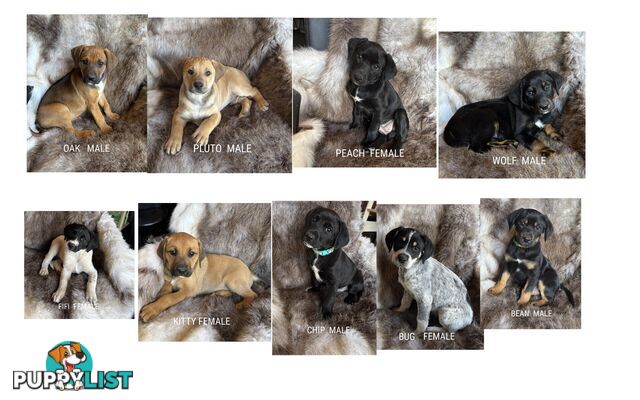 Labrador x PUPPIES