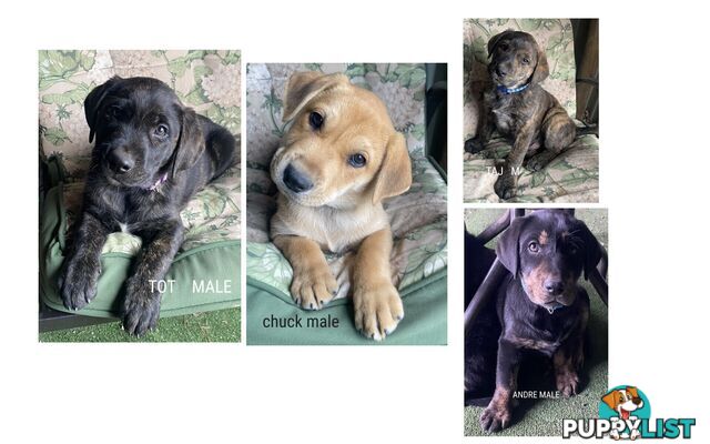 LAB X STAFFY PUPPIES