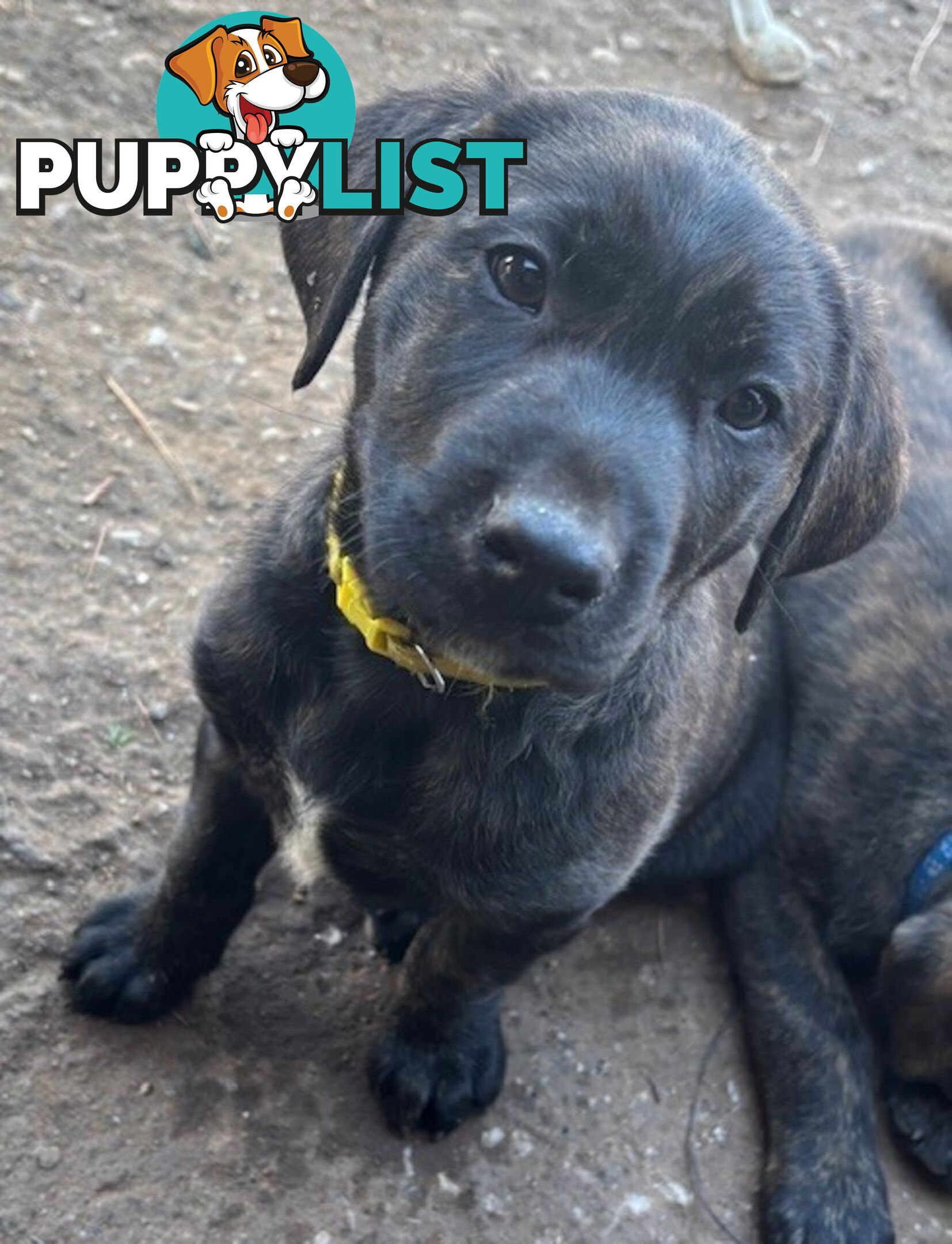 LAB X STAFFY PUPPIES