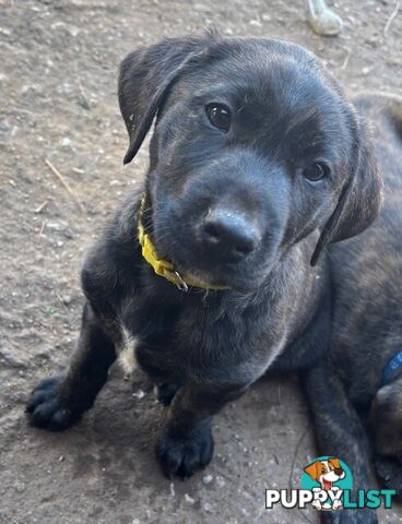 LAB X STAFFY PUPPIES