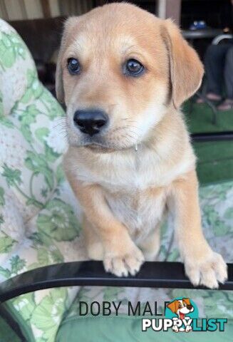 LAB X STAFFY PUPPIES