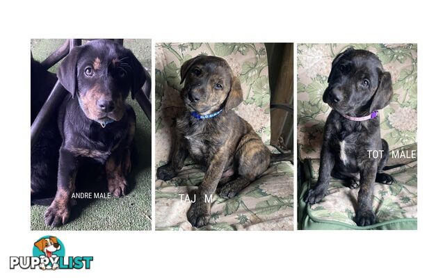 LAB X STAFFY PUPPIES
