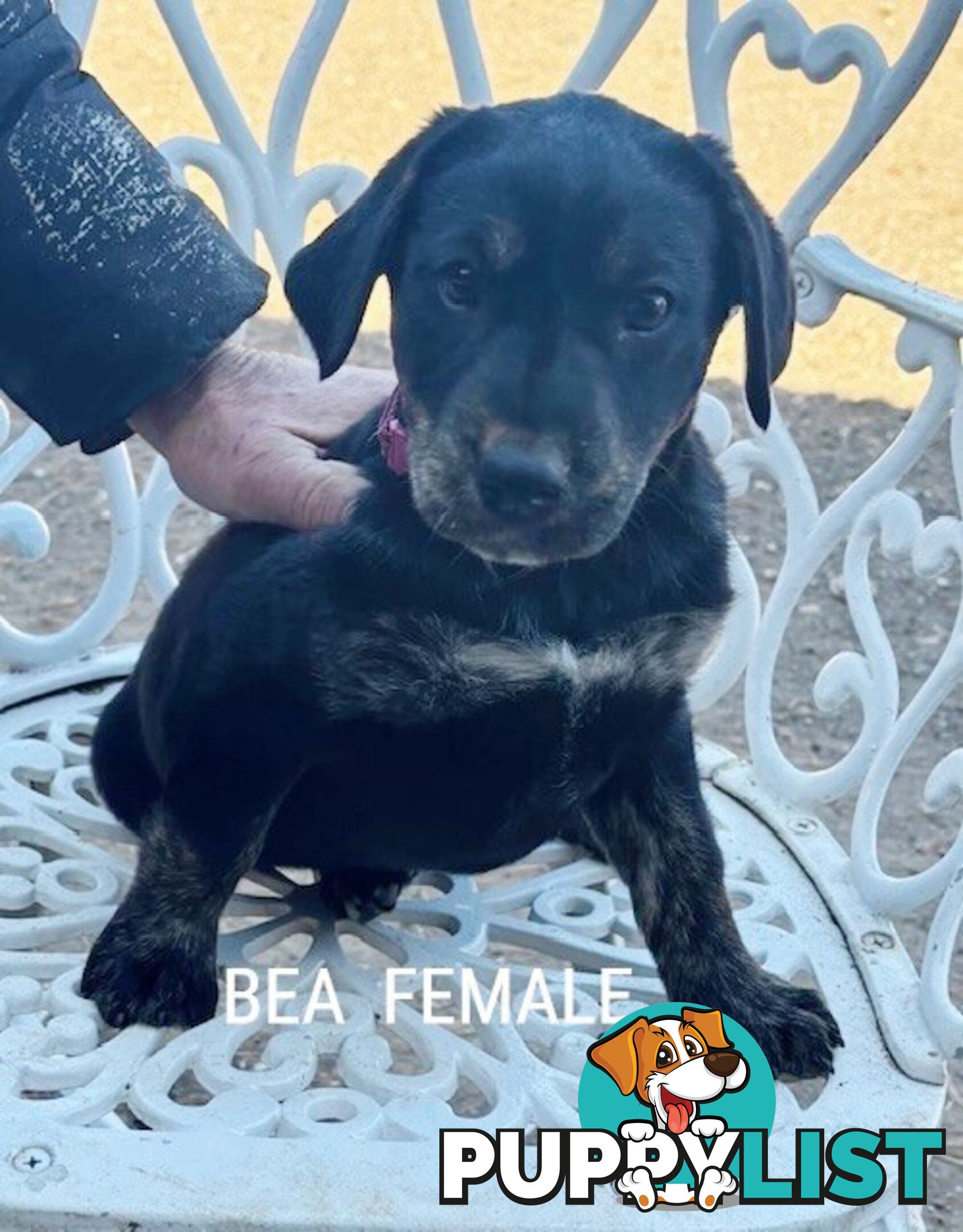 LAB X STAFFY PUPPIES